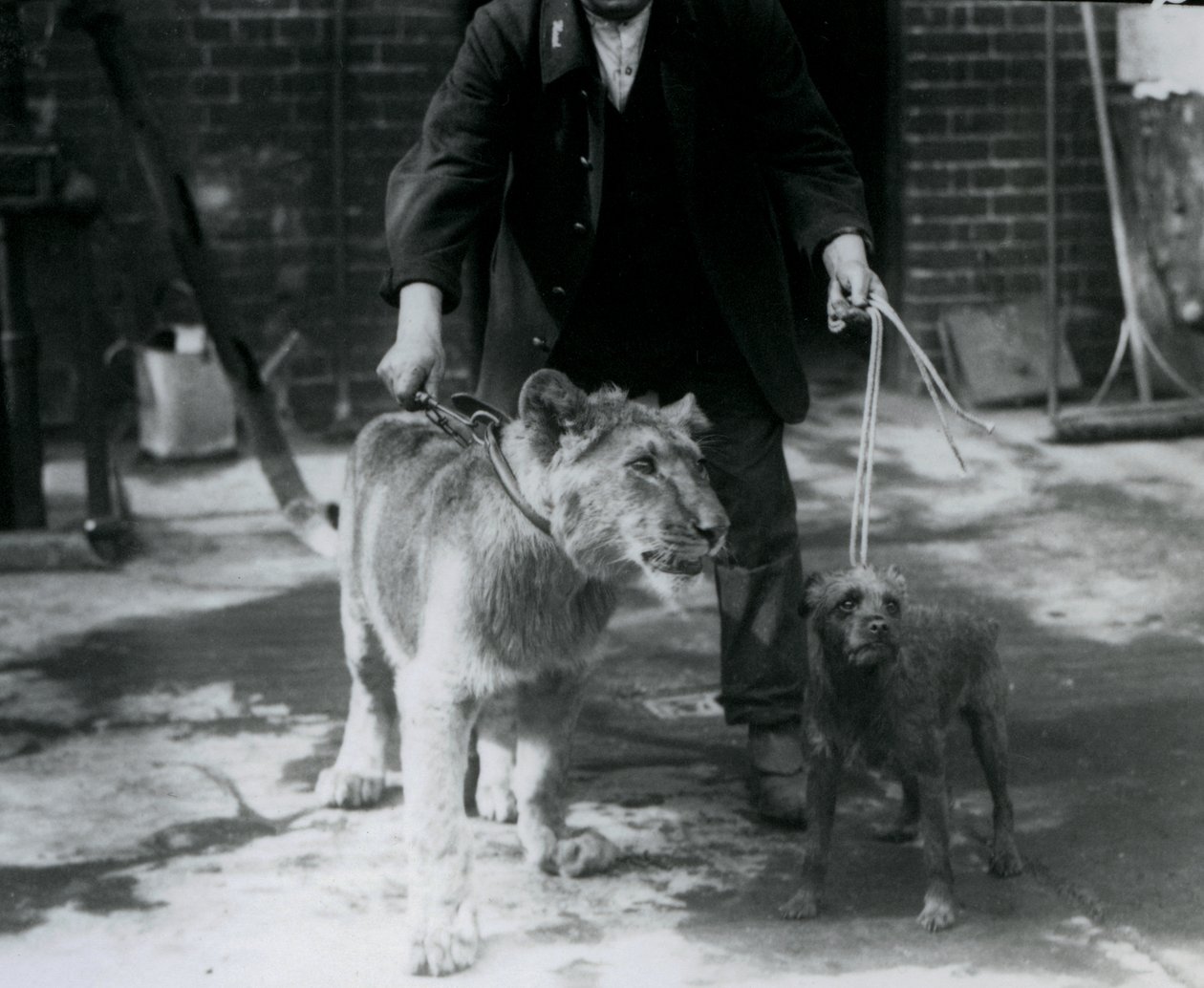 En vokter som tar en irsk terrier og en ung løve på tur på snor, London Zoo, september 1925 av Frederick William Bond