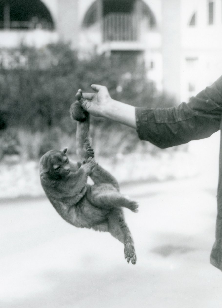 En kinkajou hengt opp fra en keeper-finger i sin gripende hale, London Zoo, september 1925 av Frederick William Bond