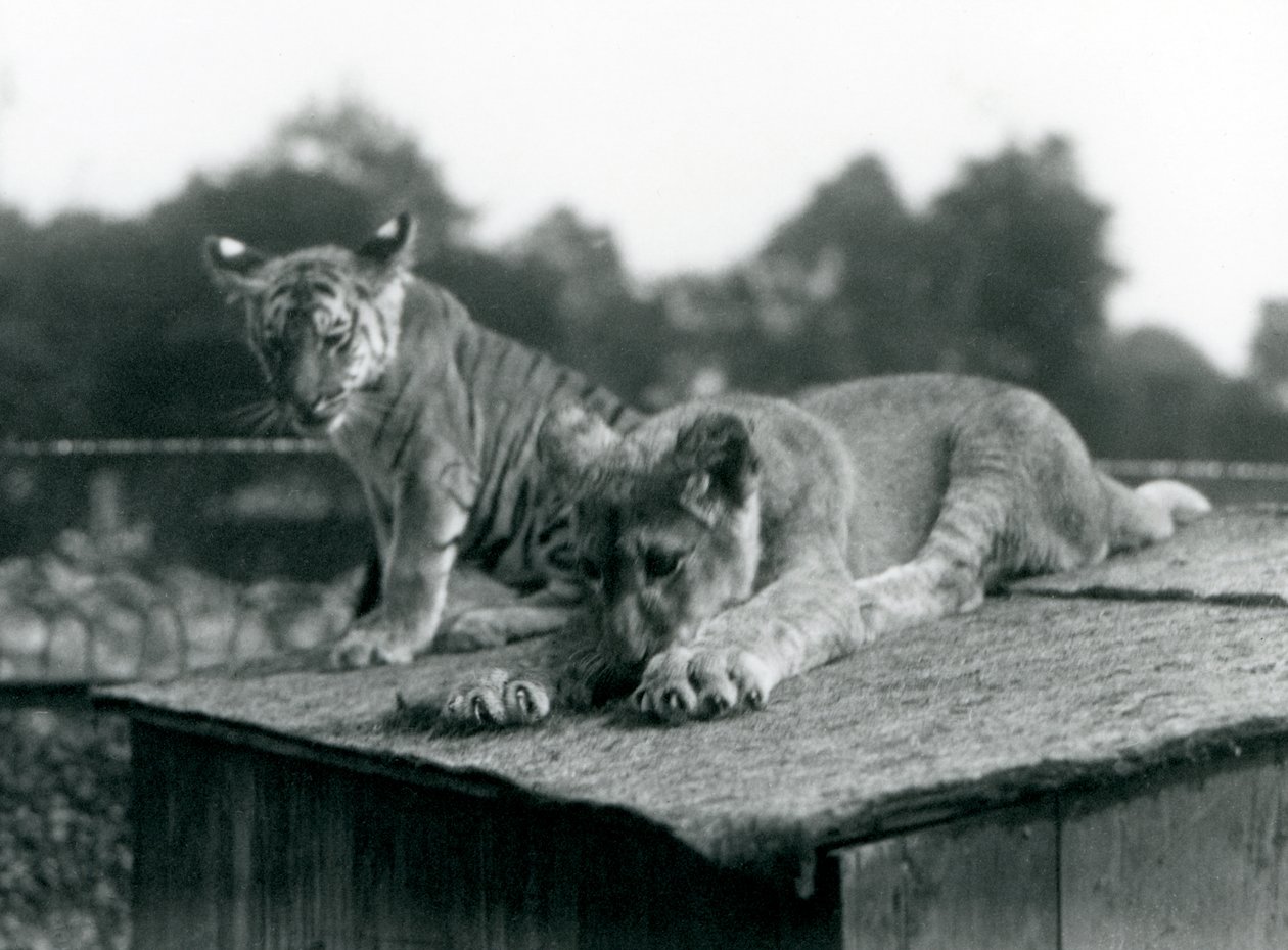 En løve og tigerunge sitter sammen på taket av hiet deres, London Zoo, september 1925 (s/hvitt-bilde) av Frederick William Bond