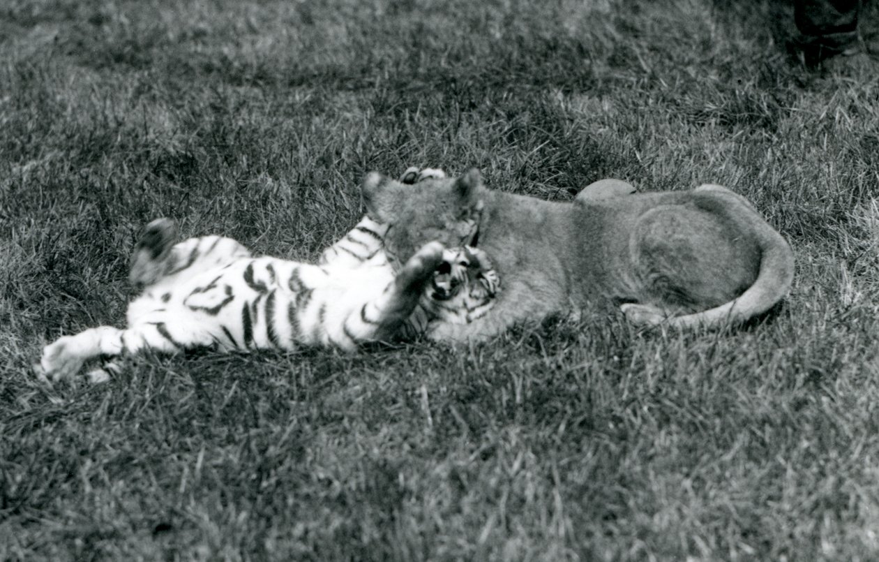 En løve- og tigerunge bryter på gresset, London Zoo, september 1925 (s/hvitt-bilde) av Frederick William Bond