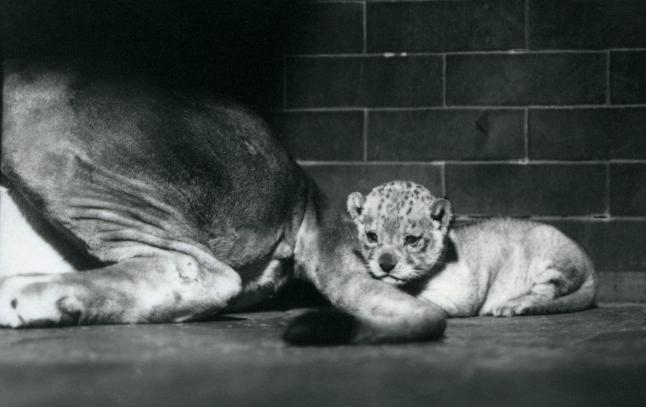 En løveunge legger seg bak morens hale, London Zoo, oktober 1925 av Frederick William Bond