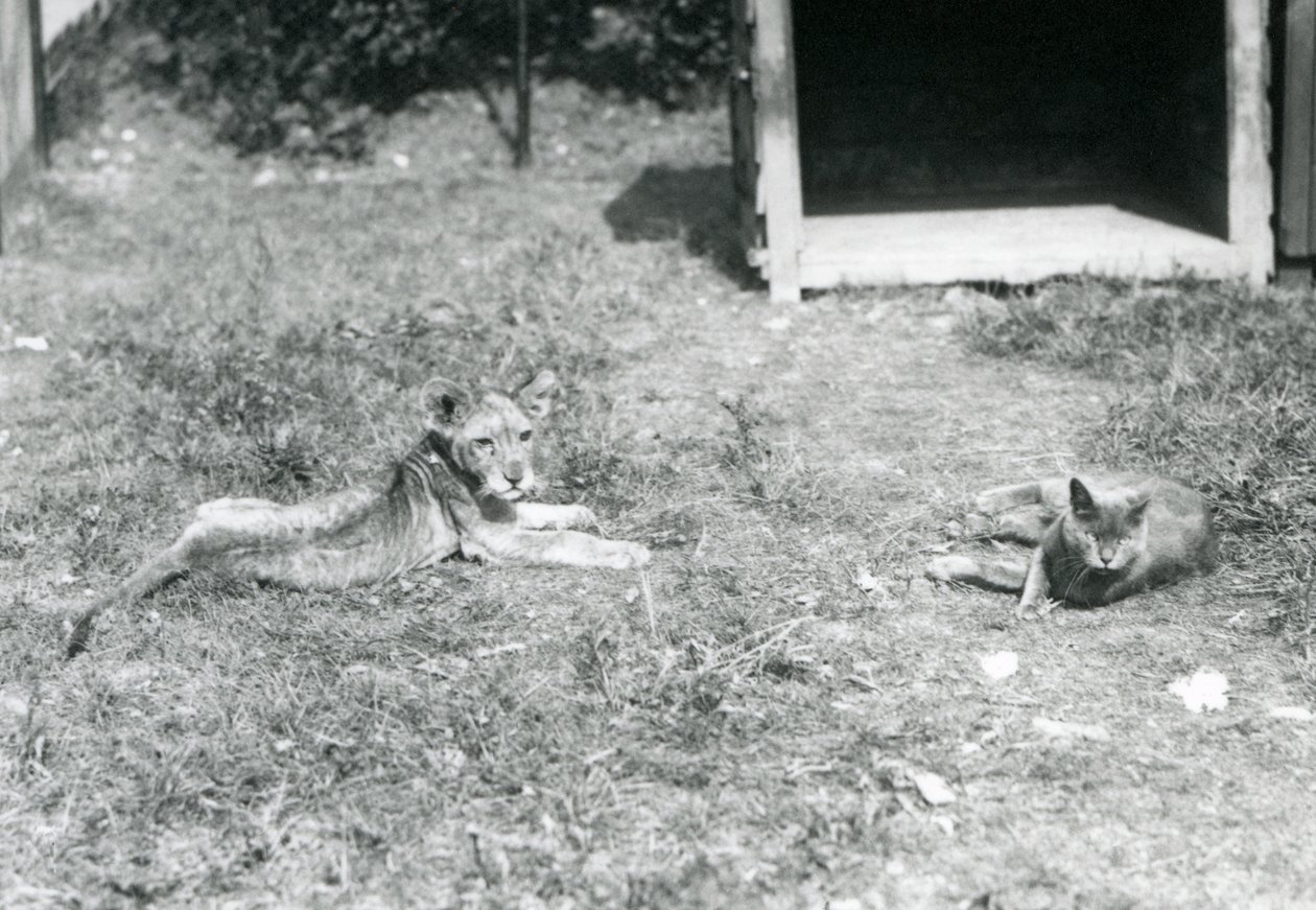 En løveunge liggende på en plen, nær en åpen trekasse, med en huskatt, London Zoo, juli 1925 av Frederick William Bond