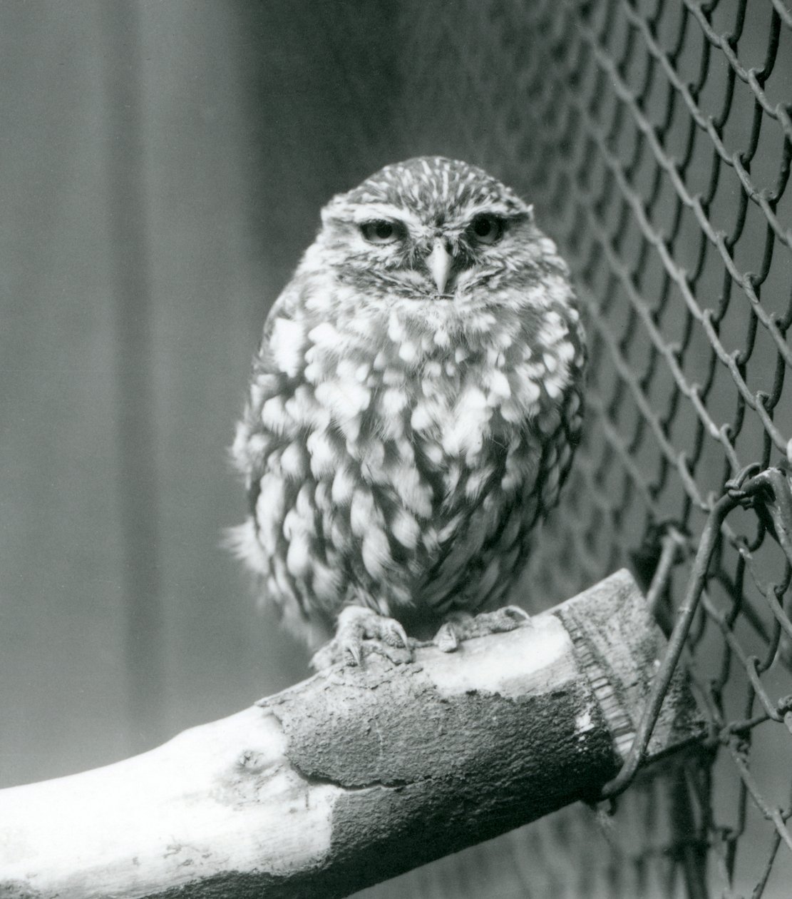 En liten ugle som sitter på en gren ved siden av trådnettet til innhegningen, London Zoo, november 1925 av Frederick William Bond