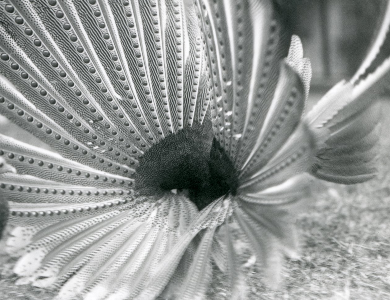 En mannlig Argus Pheasant Great Argus frierivisning, London Zoo, januar 1926 av Frederick William Bond