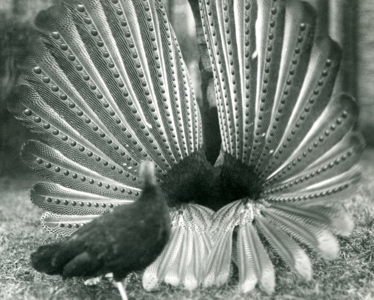 En mannlig Argus PheasantGreat Argus frieriutstilling, med en kvinne stående ved siden av ham, London Zoo, januar 1926 av Frederick William Bond