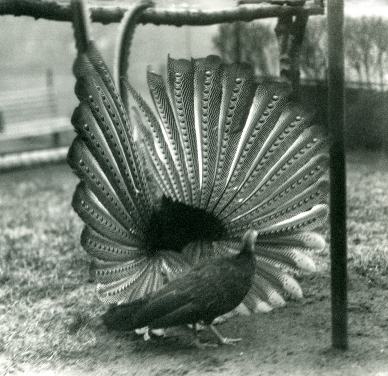 En mannlig Argus PheasantGreat Argus frieriutstilling, med en kvinne stående ved siden av ham, London Zoo, januar 1926 av Frederick William Bond