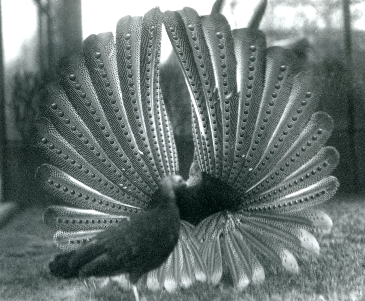 En mannlig Argus PheasantGreat Argus frieriutstilling, med en kvinne stående ved siden av ham, London Zoo, januar 1926 av Frederick William Bond