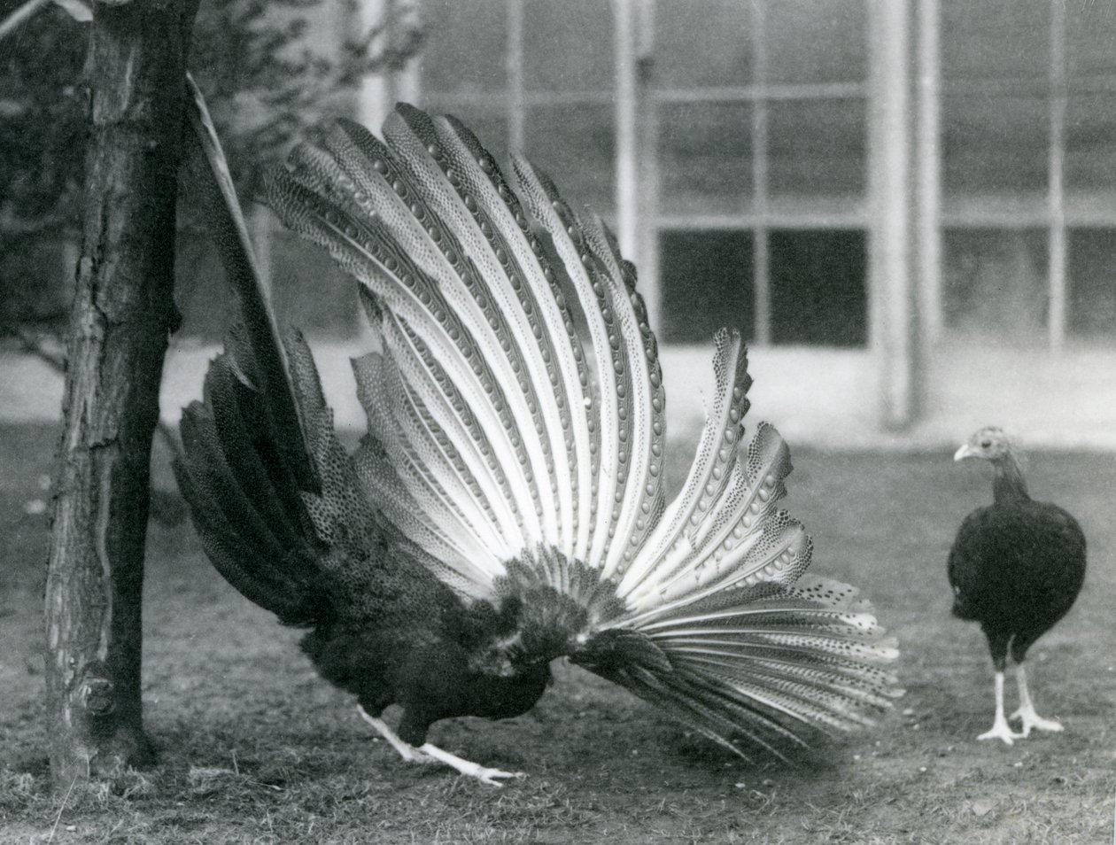 En hann Argus Fasan, eller Great Argus, viser vinge- og halefjærene, mens en hunn står foran ham, London Zoo, januar 1926 av Frederick William Bond