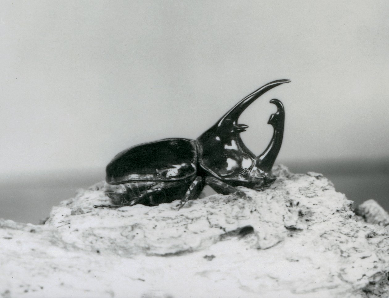 En mannlig Atlas Beetle hviler på bark i London Zoo av Frederick William Bond