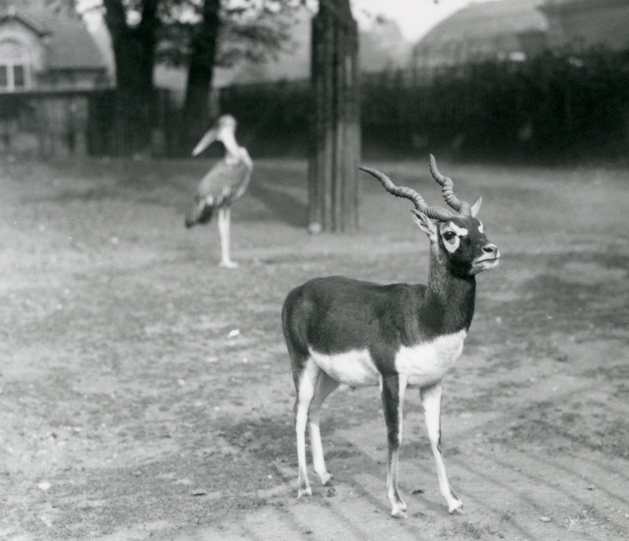 En mannlig svartbukk eller indisk antilope som står i en paddock i London Zoo, oktober 1926 (s/hv-bilde) av Frederick William Bond