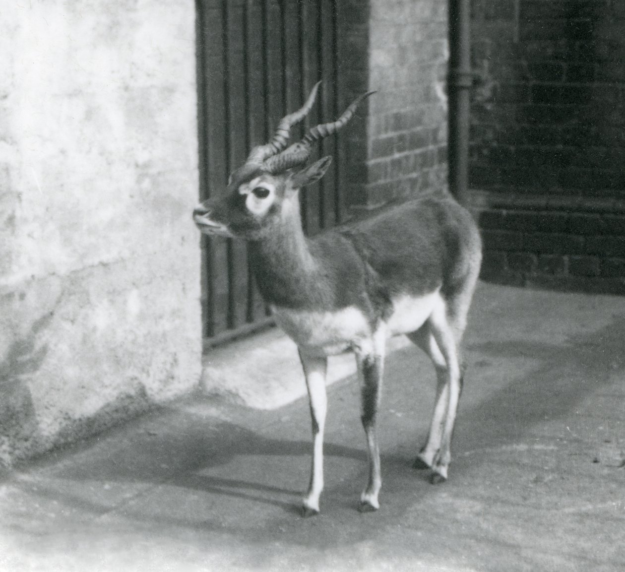 En hann Blackbuck som står i innhegningen i London Zoo i juni 1925 av Frederick William Bond