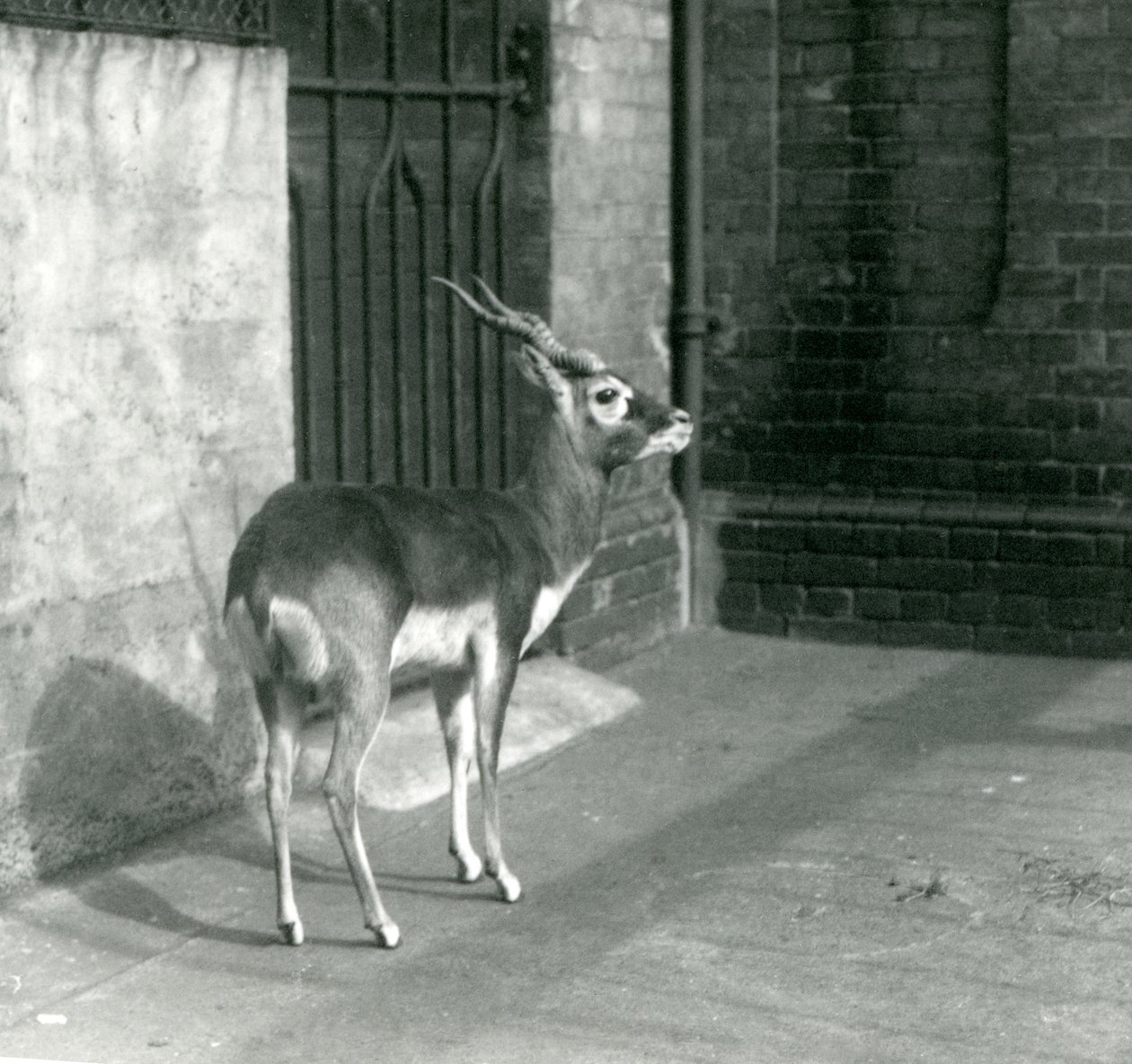 En hann Blackbuck som står i innhegningen i London Zoo i juni 1925 av Frederick William Bond