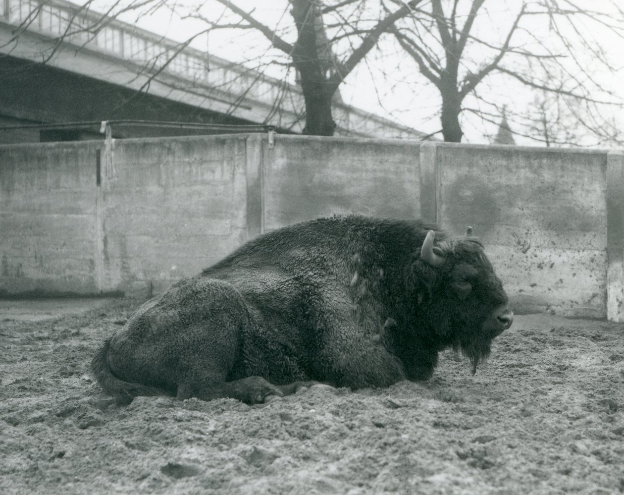 En mannlig europeisk bison som ligger på gresset i paddocken hans, London Zoo, 1927 av Frederick William Bond