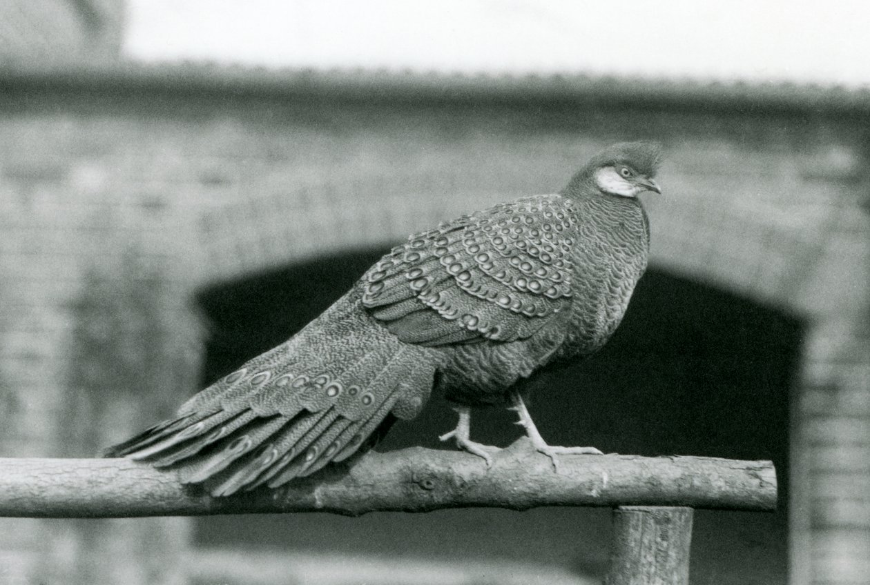En mannlig grå påfuglfasan som står på abboren sin i London Zoo i 1931 (s/hv-bilde) av Frederick William Bond