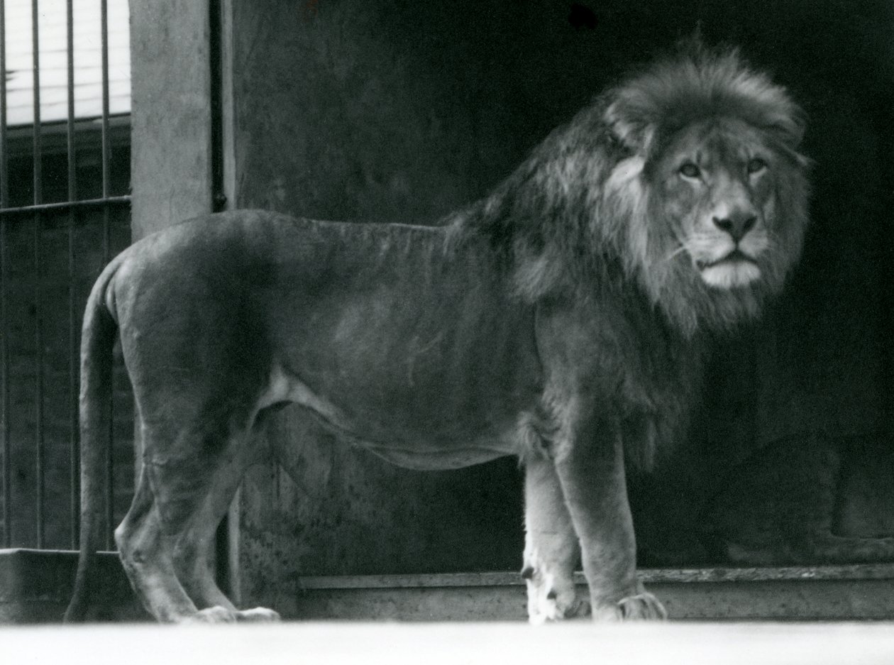 En mannlig løve i London Zoo, juni 1924 av Frederick William Bond