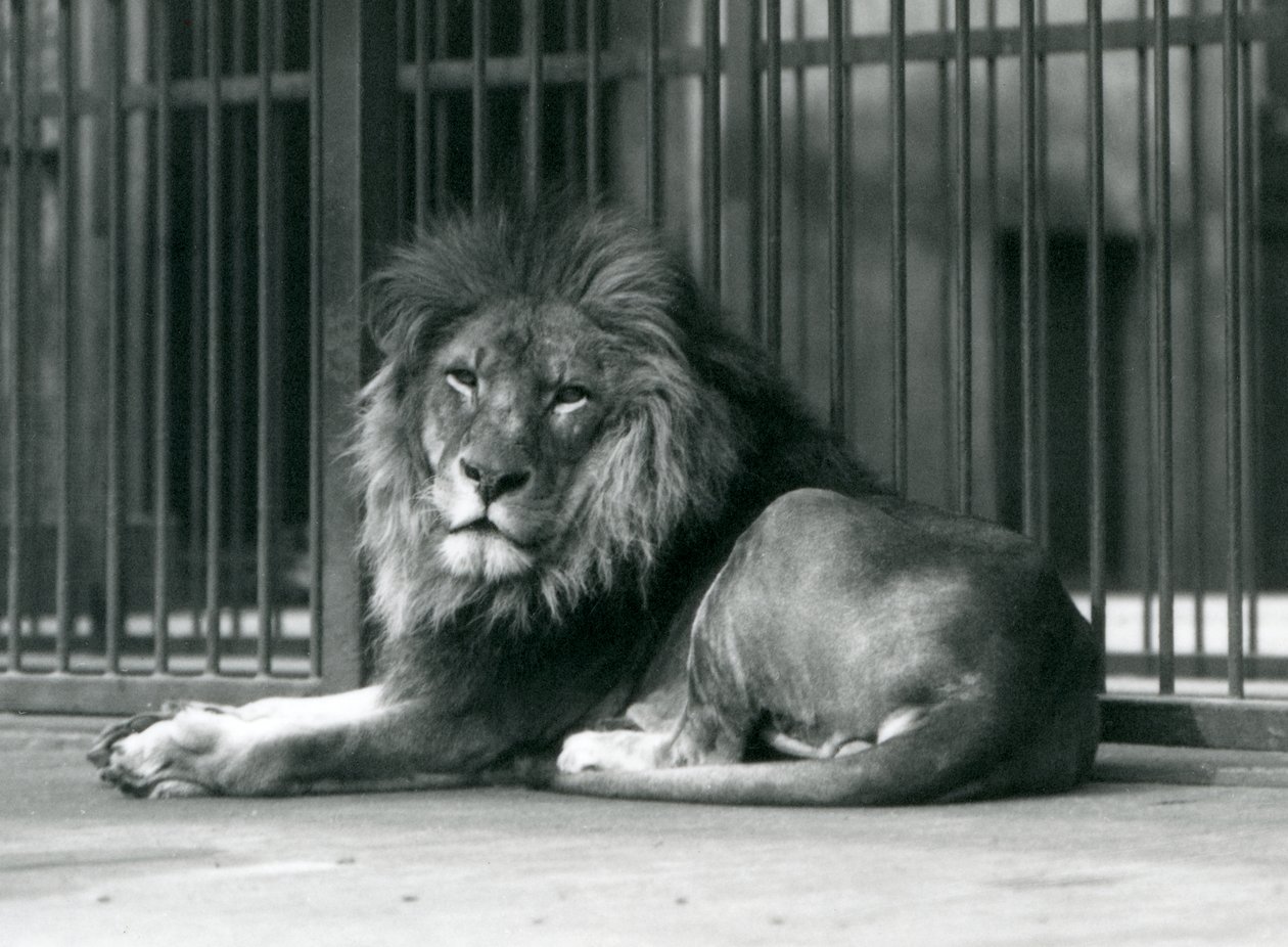 En mannlig løve som ligger mot stengene i innhegningen hans, London Zoo, september 1927 av Frederick William Bond