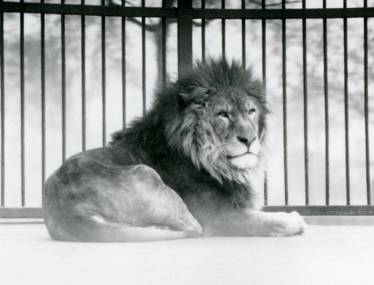 En mannlig løve hviler i innhegningen sin i London Zoo i mars 1925 av Frederick William Bond
