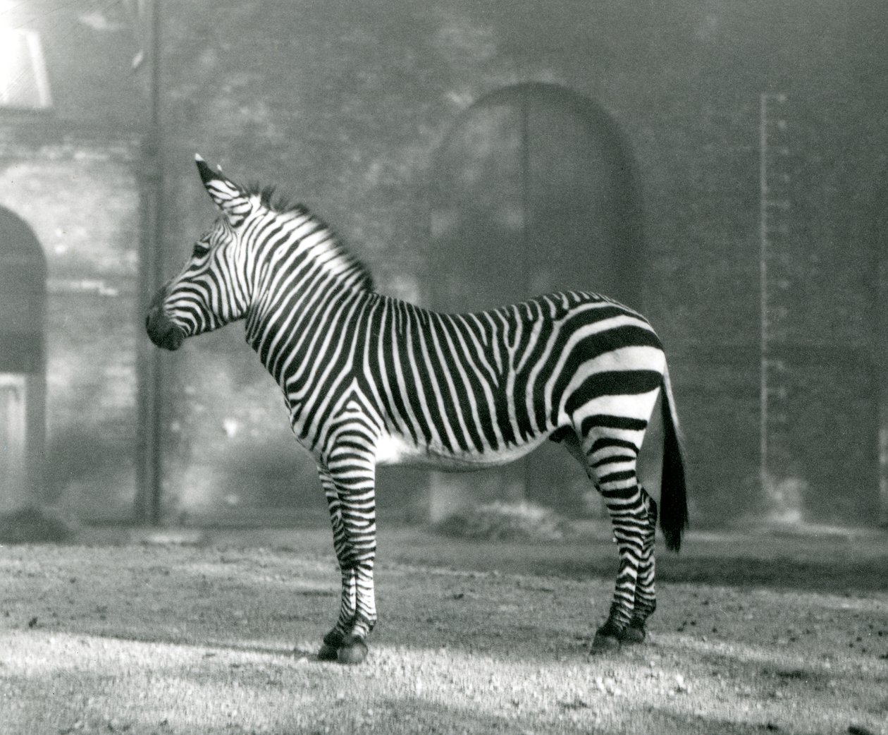 En mannlig Mountain Zebra x Hartmanns Mountain Zebra stående i paddocken hans i London Zoo i september 1927 av Frederick William Bond