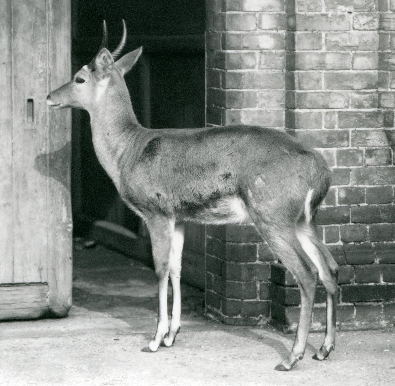En mann fra Southern Common Reedbuck eller Reitbok står ved døren til antilopehuset, London Zoo, 6. oktober 1927 av Frederick William Bond