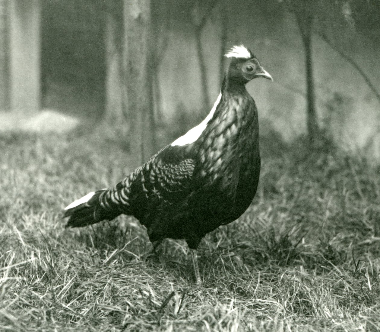 En mannlig Swinhoes-fasan i London Zoo, september 1923 av Frederick William Bond