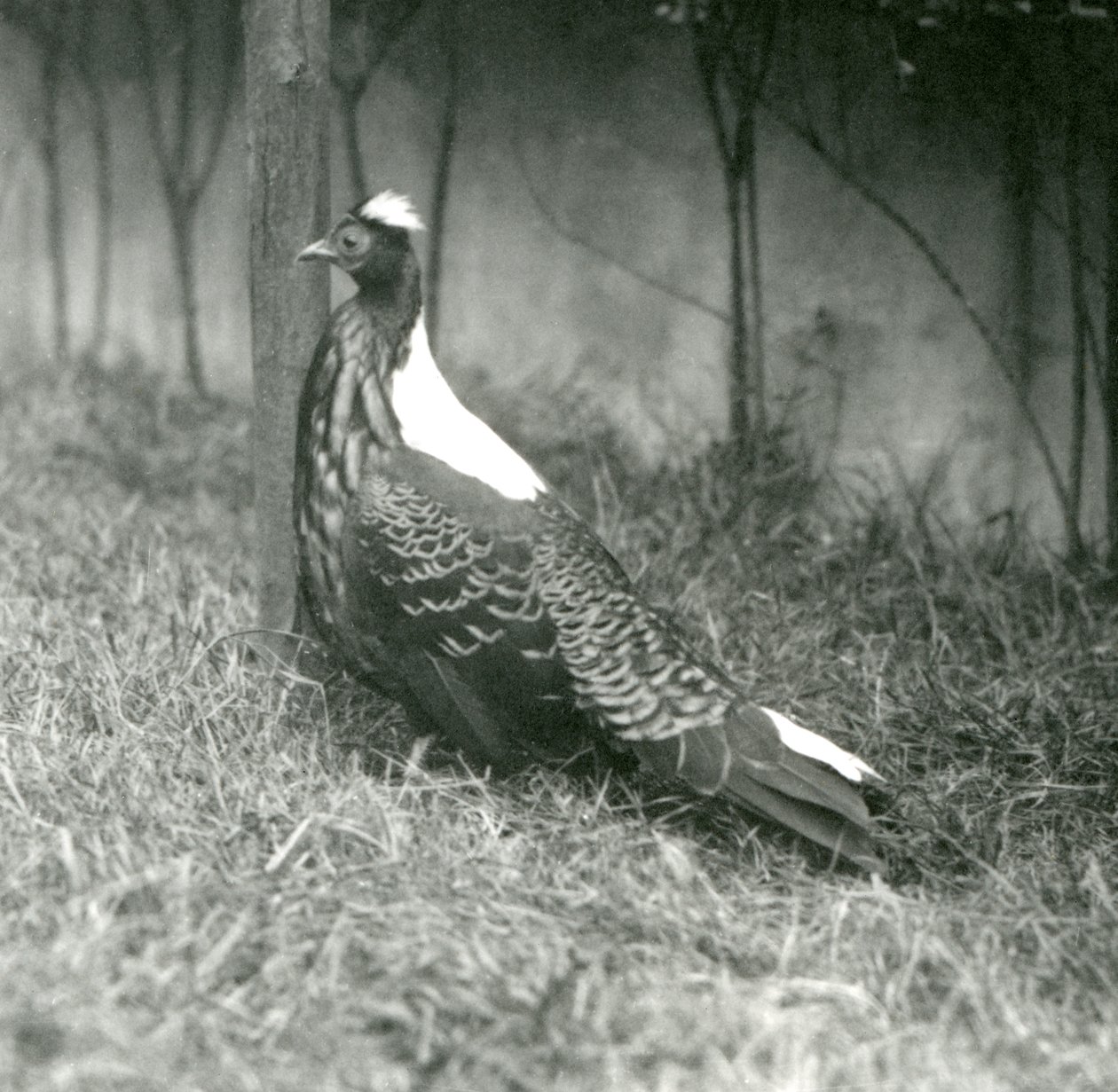 En mannlig Swinhoes-fasan i London Zoo, september 1923 av Frederick William Bond