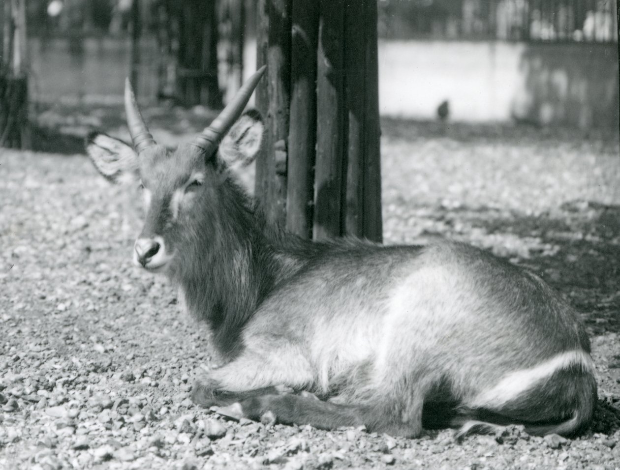 En vannbukk hann, Kobus ellipsiprymnus, sitter i innhegningen hans i London Zoo, 1920-tallet av Frederick William Bond