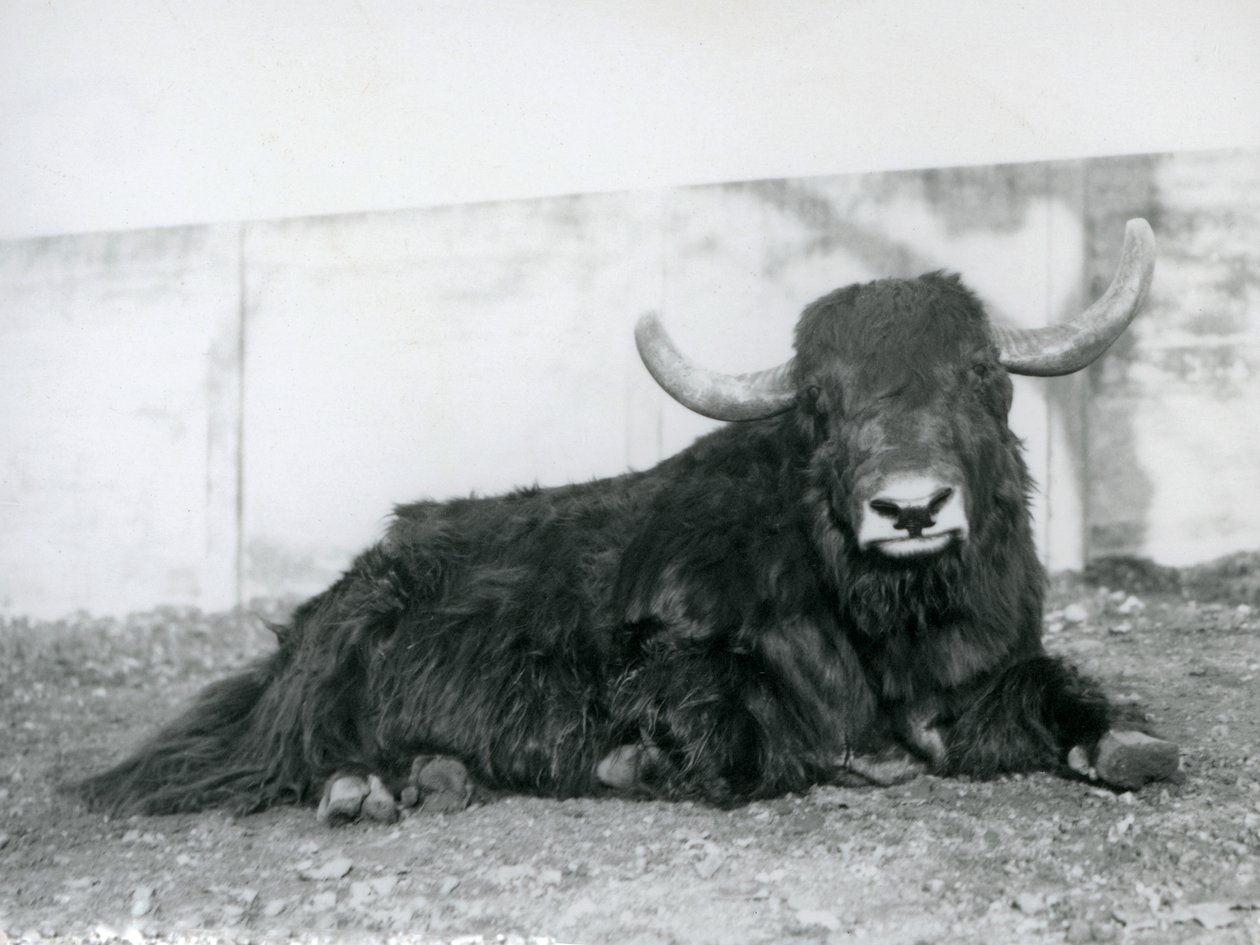 En mannlig Yak liggende i innhegningen i London Zoo i 1928 (s/hvitt-bilde) av Frederick William Bond