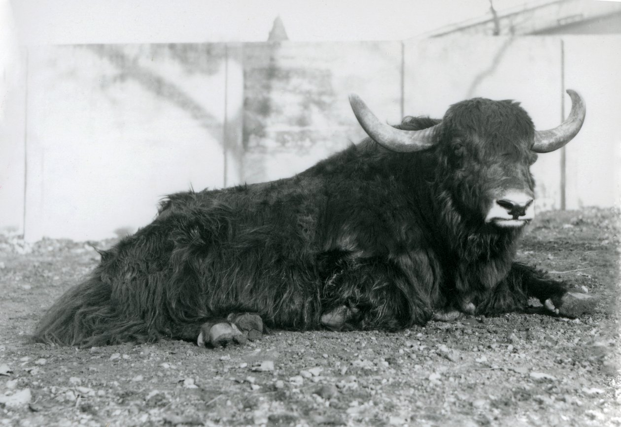 En mannlig Yak liggende i innhegningen sin i London Zoo i august 1928 (s/hv-bilde) av Frederick William Bond