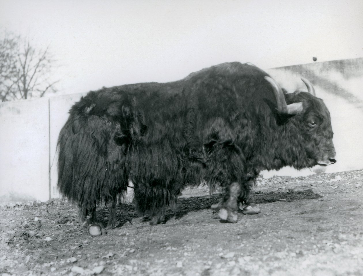 En mannlig yak som står i paddocken sin i London Zoo i 1928 (s/hvitt-bilde) av Frederick William Bond