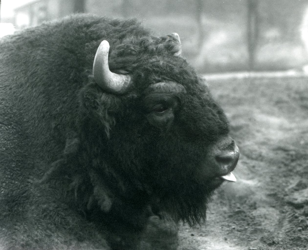En hann/okse European Bison, London Zoo, februar 1928 (s/hvitt-bilde) av Frederick William Bond