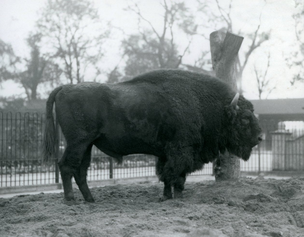 En mannlig europeisk bison som står på gresset i paddocken hans. London Zoo, oktober 1927. Den sårbare europeiske bisonen er også kjent som Wisent, eller European Wood Bison. av Frederick William Bond