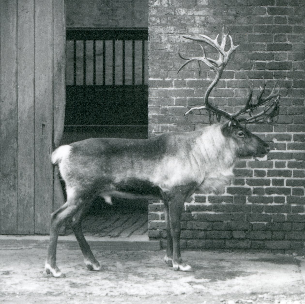 En moden reinsdyrhjort som står i paddocken hans i London Zoo i 1925 av Frederick William Bond
