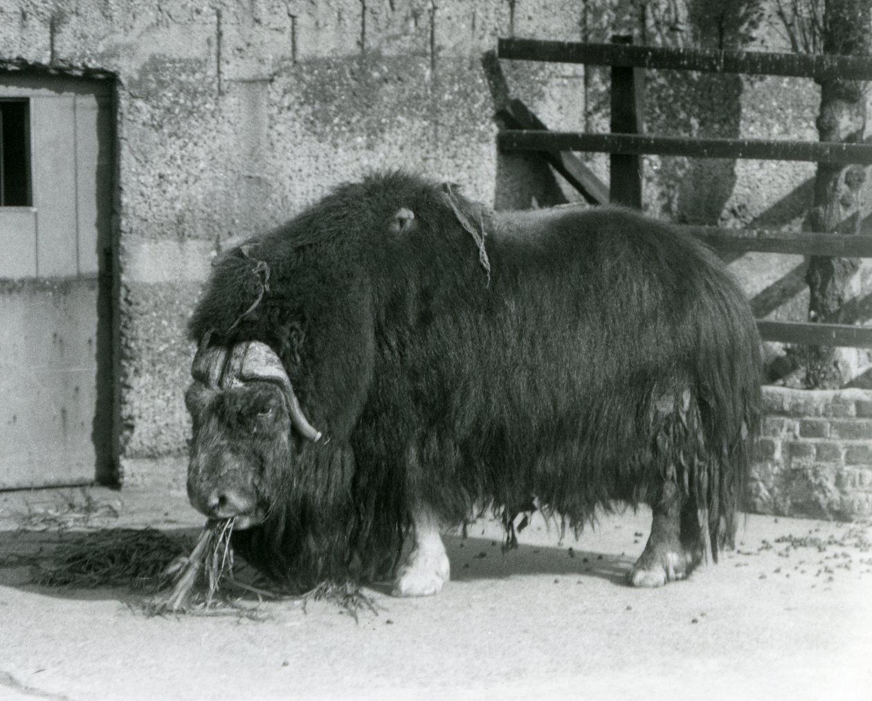 En moden okse Muskox, også stavet moskusokse og moskusokse stående, spiste i paddocken hans i London Zoo i 1931 (s/hv-bilde) av Frederick William Bond