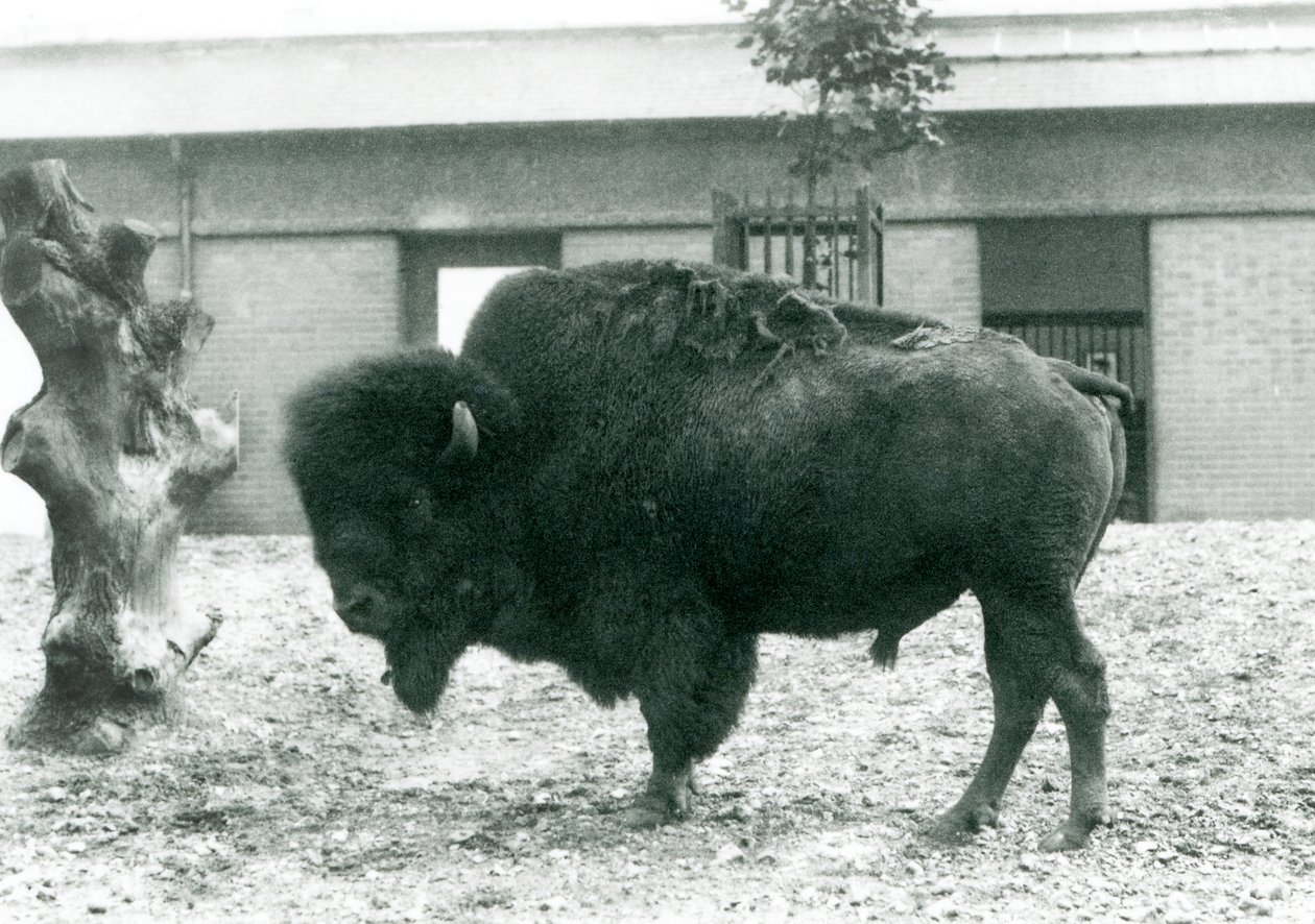 En nesten truet amerikansk Bison Buffalo-okse som står i paddocken hans, London Zoo, 1927 av Frederick William Bond