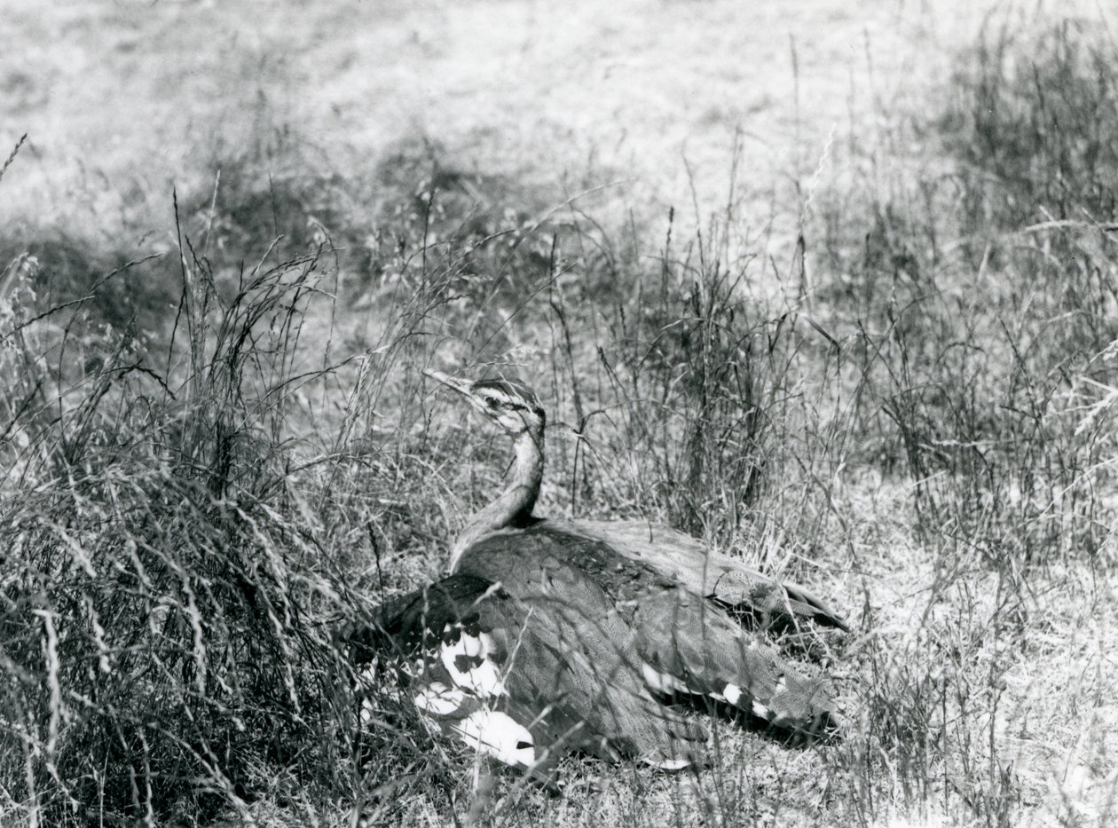 En nesten truet arabisk bustard som sprer vingene, nær bakken, blant en flekk med langt gress, London Zoo, juli 1925 av Frederick William Bond