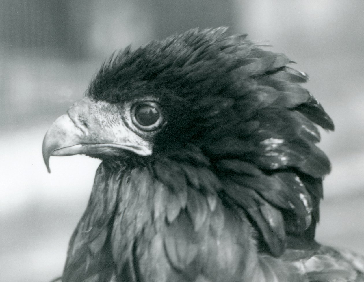En nesten truet Bateleur Eagle ved London Zoo i 1927 av Frederick William Bond