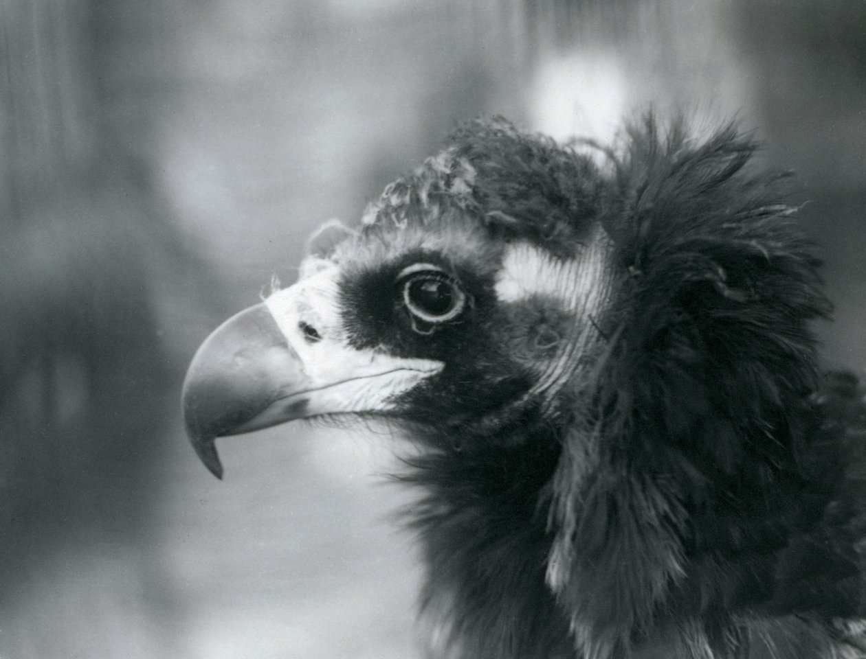 En nesten truet eurasisk svart gribb i London Zoo, 1927 av Frederick William Bond