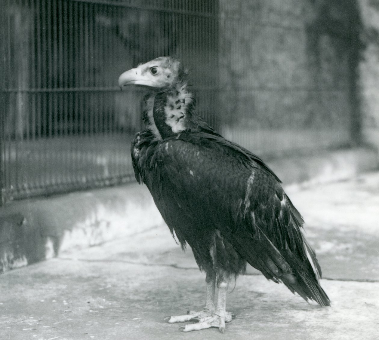 En nesten truet eurasisk gribb som står ved London Zoo, 1927 av Frederick William Bond