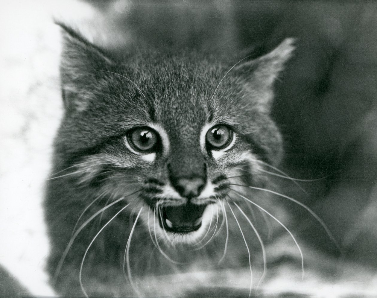 En nær truet Pampas Cat/Pantanal Cat/Colocolo i London Zoo i 1929 (s/hv-bilde) av Frederick William Bond