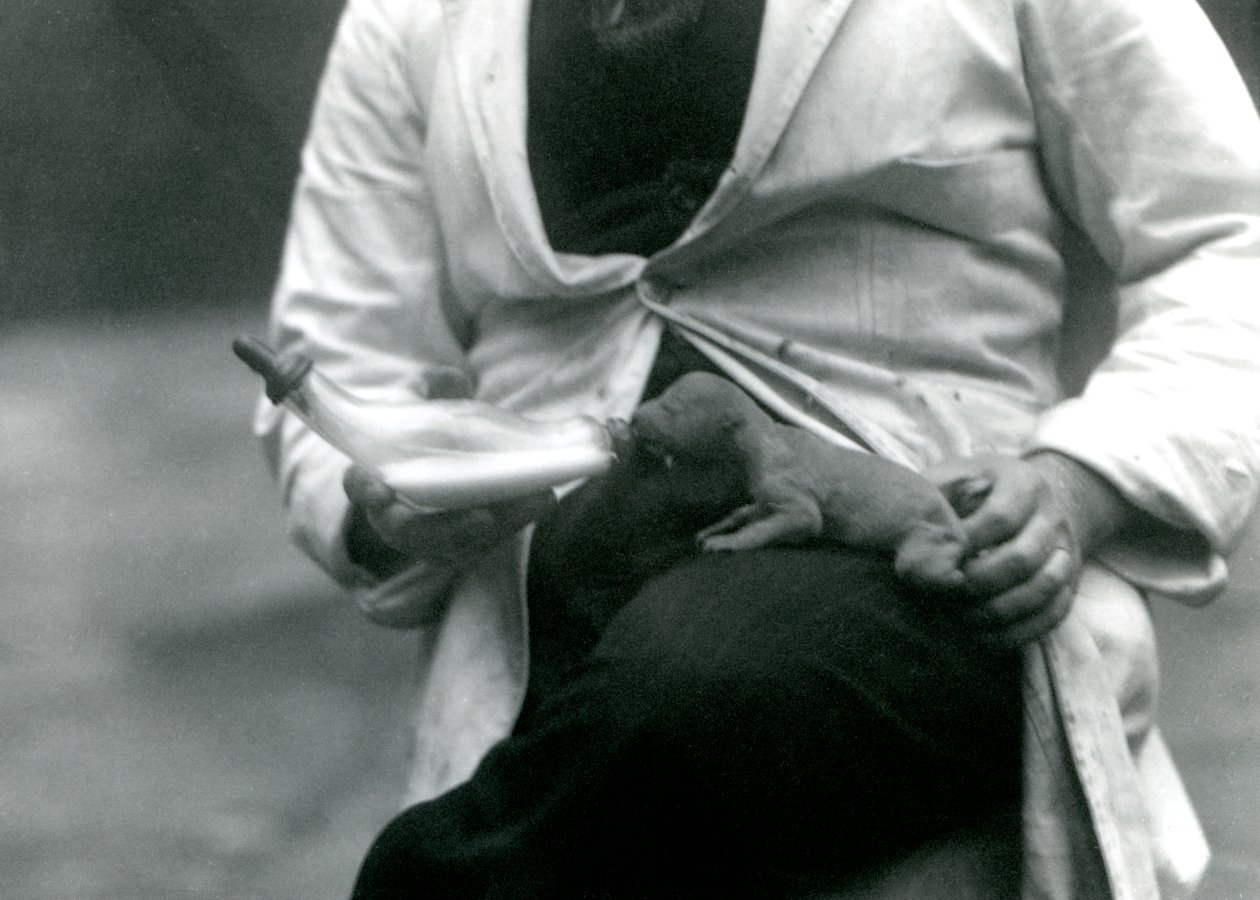 En nyfødt løveunge som blir matet på flaske av sin keeper, London Zoo, 1923 av Frederick William Bond