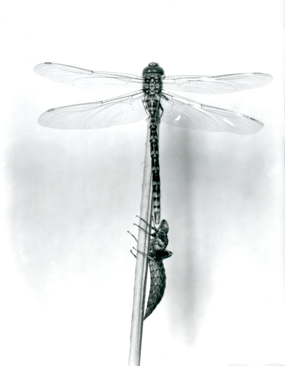 En nylig oppstått gyllenringet øyenstikker tørker vingene mens den hviler på et siv over det tomme larveskallet, eller exuvia, London Zoo, 1925 av Frederick William Bond