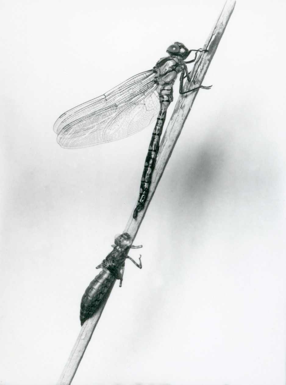 En nylig oppstått gyllenringet øyenstikker hviler på et siv over sitt tomme larveskall, eller exuvia, London Zoo, 1925 av Frederick William Bond