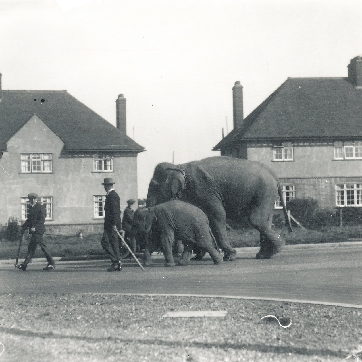 Et par indiske elefanter går fra Tilbury til ZSL Whipsnade av Frederick William Bond