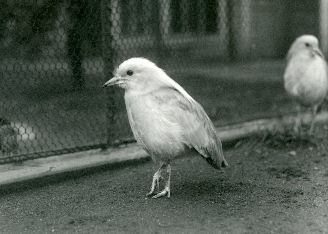 Et par Kagus, eller Cagous, stående på gulvet i innhegningen deres i London Zoo, 1927 av Frederick William Bond