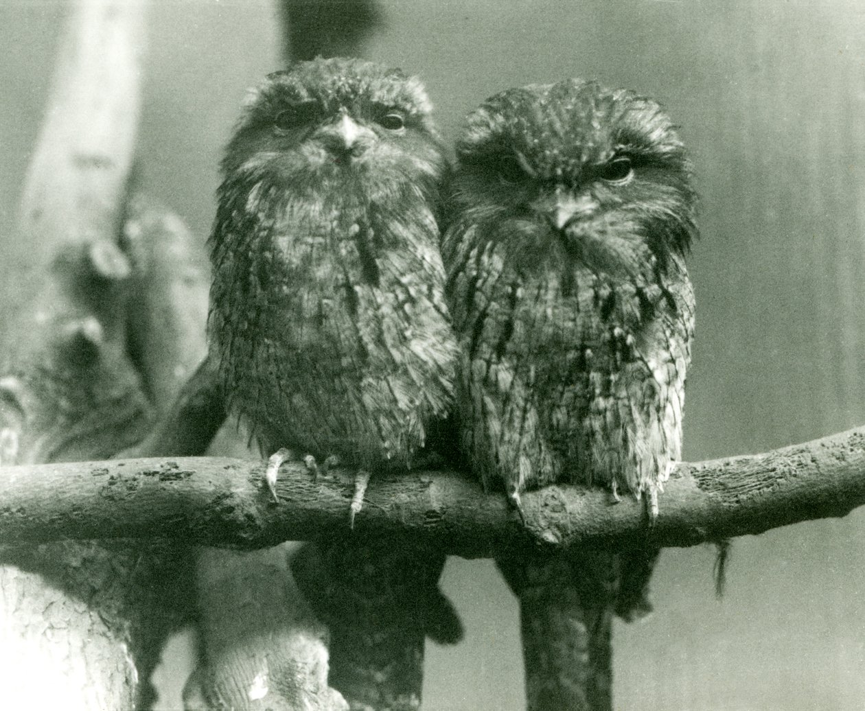 Et par Tawny Frogmouths sitter på en gren i London Zoo i 1924 av Frederick William Bond