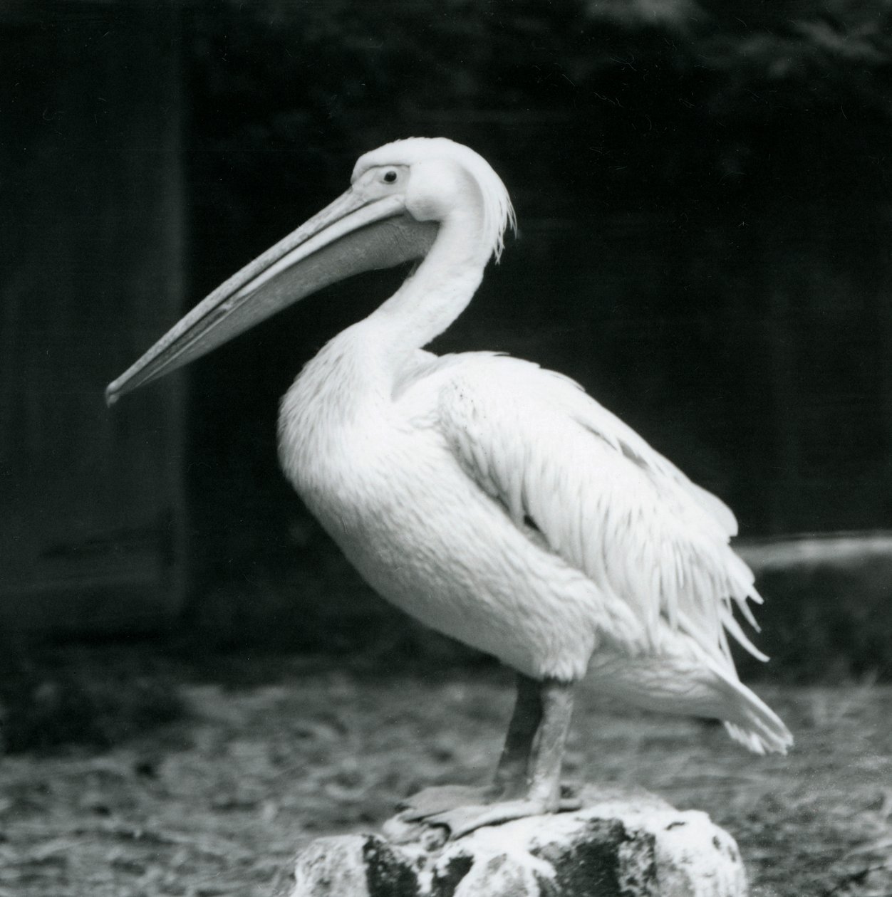 En pelikan som står på en trestubbe i London Zoo i september 1925 av Frederick William Bond