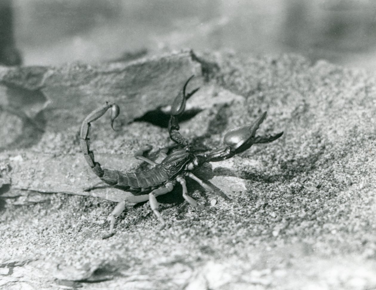 En skorpion i London Zoo i 1929 (s/hvitt-bilde) av Frederick William Bond