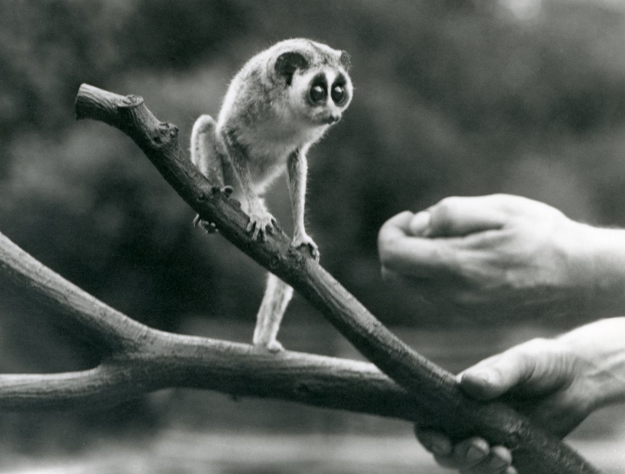 En slank loris som står på en gren holdt av en keeper, London Zoo, august 1926 av Frederick William Bond
