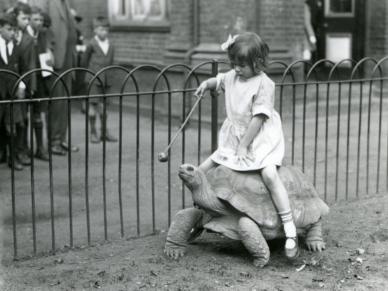 En liten jente, Betty, holder frem en pinne med et eple på enden for å lede kjempeskilpadden hun rir på, London Zoo, 1924 av Frederick William Bond