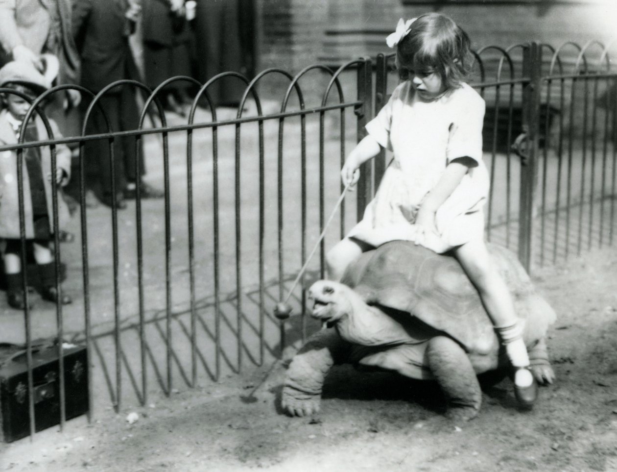 En liten jente, Betty, holder frem en pinne med et eple på enden for å lede kjempeskilpadden hun rir på, London Zoo, 1924 av Frederick William Bond
